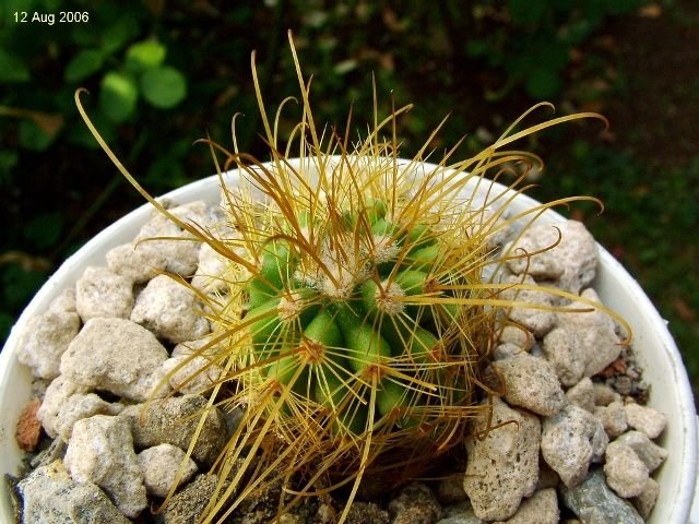 Parodia _aureicentra 'omniaurea' GC424.04_ 02